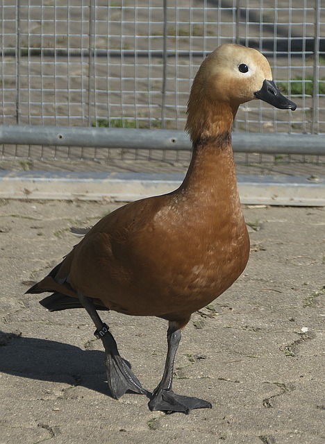 可或缺