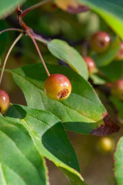 萨拉赫与姆 萨拉赫与姆
